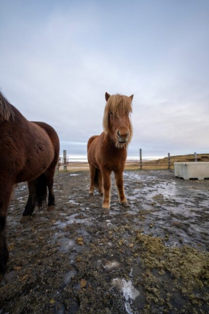 The horses that read your soul. Icelandic horses have something:
They look at you like they know things. 🐴😳

📌 Curious fact:
They have been isolated for centuries, That's why the breed remains super particular. (and if, They are too photogenic).

If you cross one on the way...
Would you talk to him or do you stay in “what a beauty” mode? 😂👇
📩 Don't miss this opportunity. Scrubic by DM, We have financing plans for 2025. 💳✨ 
.
.
.
#BorealExpedition #IcelandHorse #Islandia #TravelMoments #NatureExperience #AventuraConfort