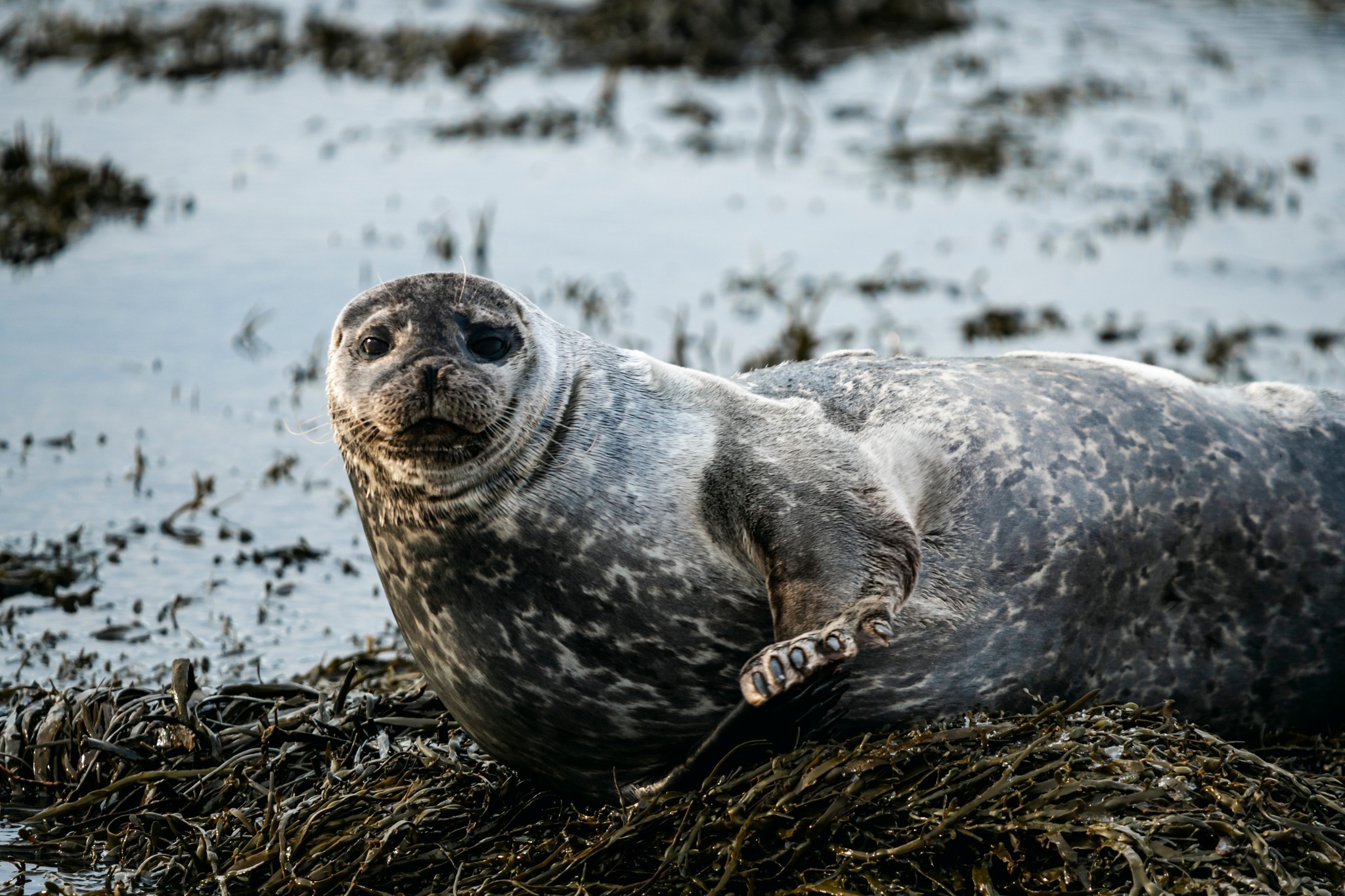 No todo en Islandia es hielo. A veces… una foca te mira. 🦭👀

Hay momentos que no se buscan: aparecen. Ver fauna en libertad te recuerda que el viaje también se trata de observar sin invadir.
📌 La mejor foto no siempre es la más cercana, sino la más respetuosa.

✅ Tenemos planes de financiamiento y fechas 2026–2027. Para auroras, monitoreamos el clima y salimos cuando hay mejor ventana 🌌
.
.
.
#BorealExpedition #Islandia2026 #IcelandWildlife #Focas #ViajesPremium #AuroraBoreal