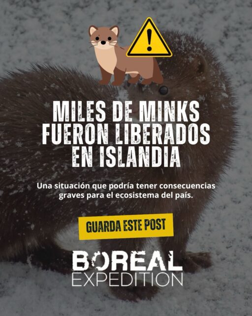 🇮🇸 Thousands of minks were released in Iceland and the situation is worrying.

According to reports from Iceland, People entered the country's last active fur farm and released thousands of minks, a species that does not fit naturally into the Icelandic ecosystem.

Although it may seem like an act of “liberation”, the impact can be very serious: minks are strong predators, can affect birds, nests and vulnerable species, in addition to generating health risks by mixing farm animals with wildlife.

Iceland is an amazing country, but also fragile. Protecting nature requires more than good intentions: requires responsibility.

📌 Save this post if you are interested in getting to know Iceland beyond its landscapes.

#BorealExpedition #Islandia #IcelandNews #Minks #ecologia
