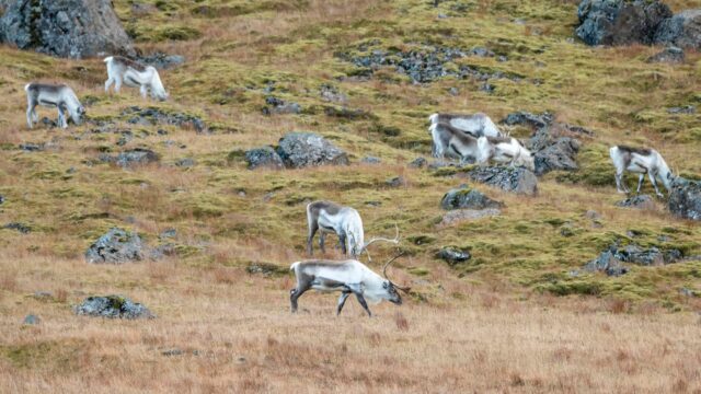Sometimes the best moment of the trip was not in the itinerary. 🦌

You see reindeer in the distance, the group lowers its voice and suddenly everything becomes more special. Iceland has many “extras” that cannot be programmed, but you can live calmly.

Traveling well also means leaving room for the unexpected.

✅ We have financing and dates 2026-2027. for auroras, We monitor weather and visibility before leaving 🌌
.
.
.
#BorealExpedition #IcelandWildlife #Islandia2027 #NatureTravel #ViajesPremium #Aventura
