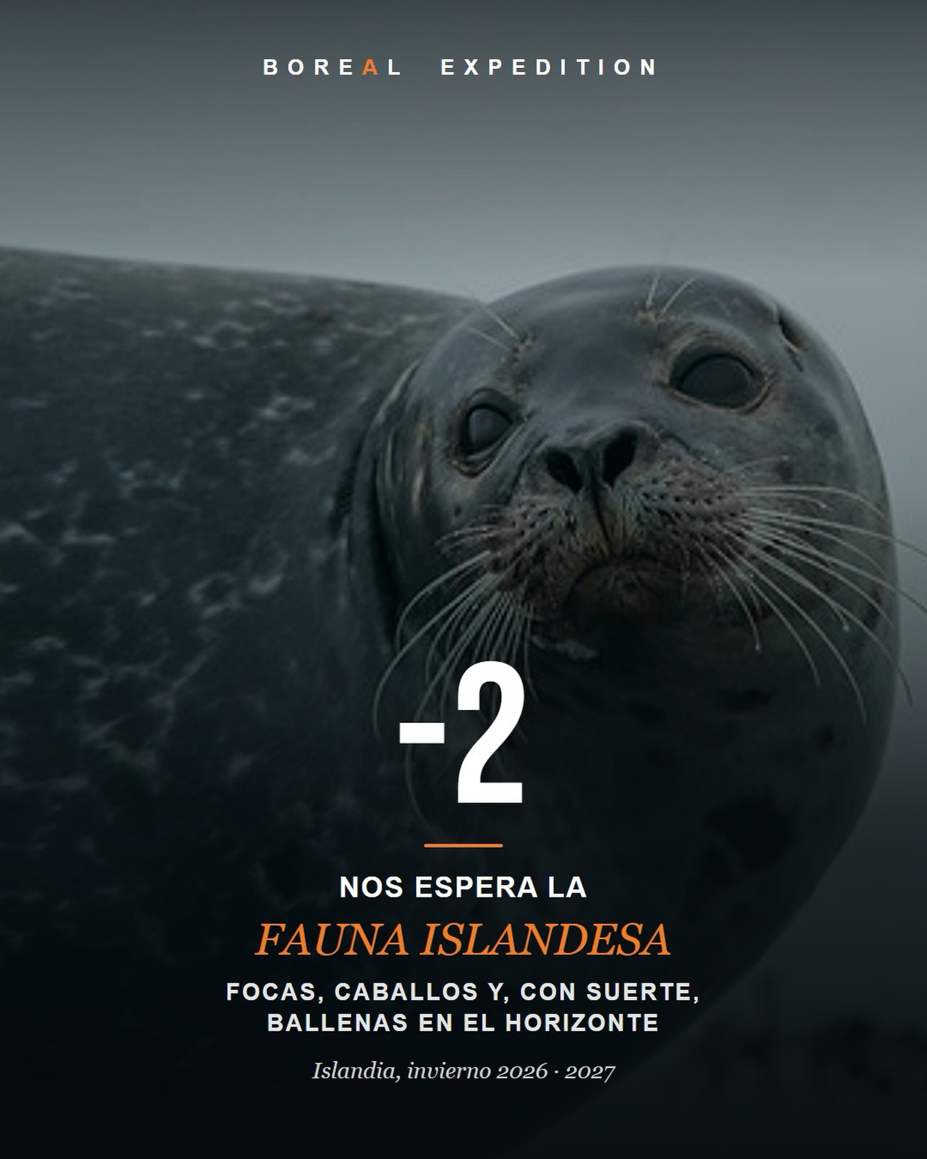 Faltan 2 días. 🦭

Nos espera la fauna islandesa.

Focas que salen a curiosear desde las rocas, caballos islandeses con esa crin imposible y, si hay suerte, ballenas en el horizonte. 🐋

Islandia no es solo paisaje. Está viva.

¿Te animas la próxima? Escríbenos FECHAS.
.
#BorealExpedition #Islandia #Iceland #FaunaIslandesa #Focas